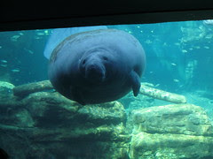 Manatee