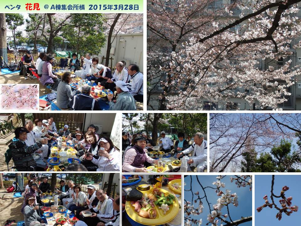 15年お花見
