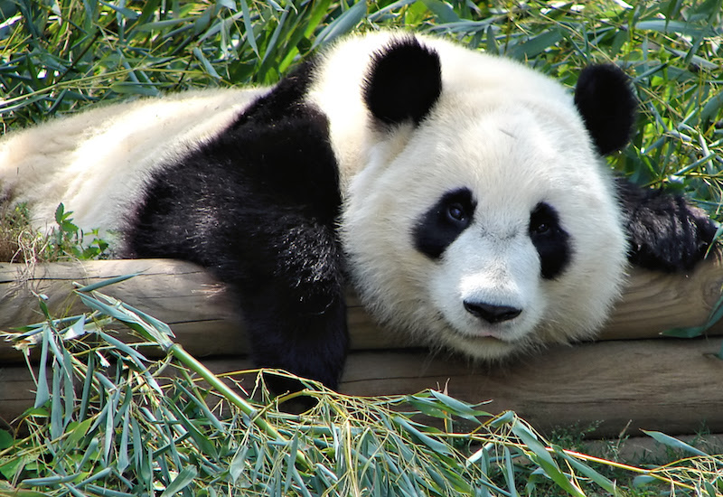 Free-Roaming Dogs Prevent Giant Pandas from Thriving in the Wild | Now