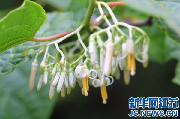 棲霞山上真 假 菩提 樹開花傻傻分不清 每日頭條