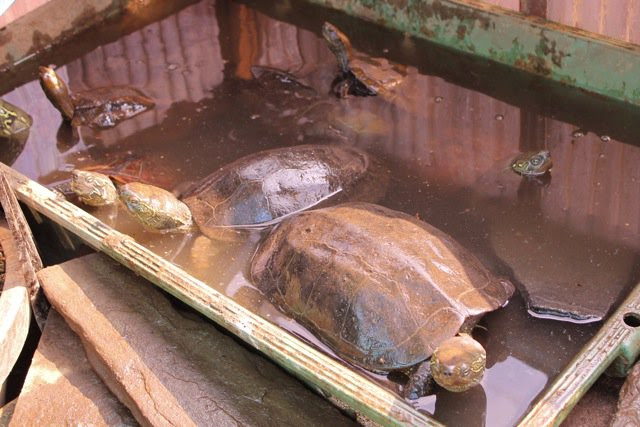 クサガメ イシガメ 亀 かめぞー日記 亀
