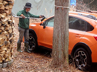 forest147-3.jpg