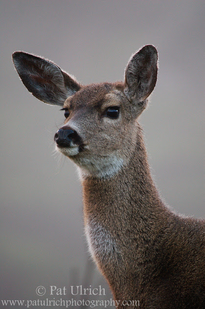 Photograph of a mule deer doe on the alert