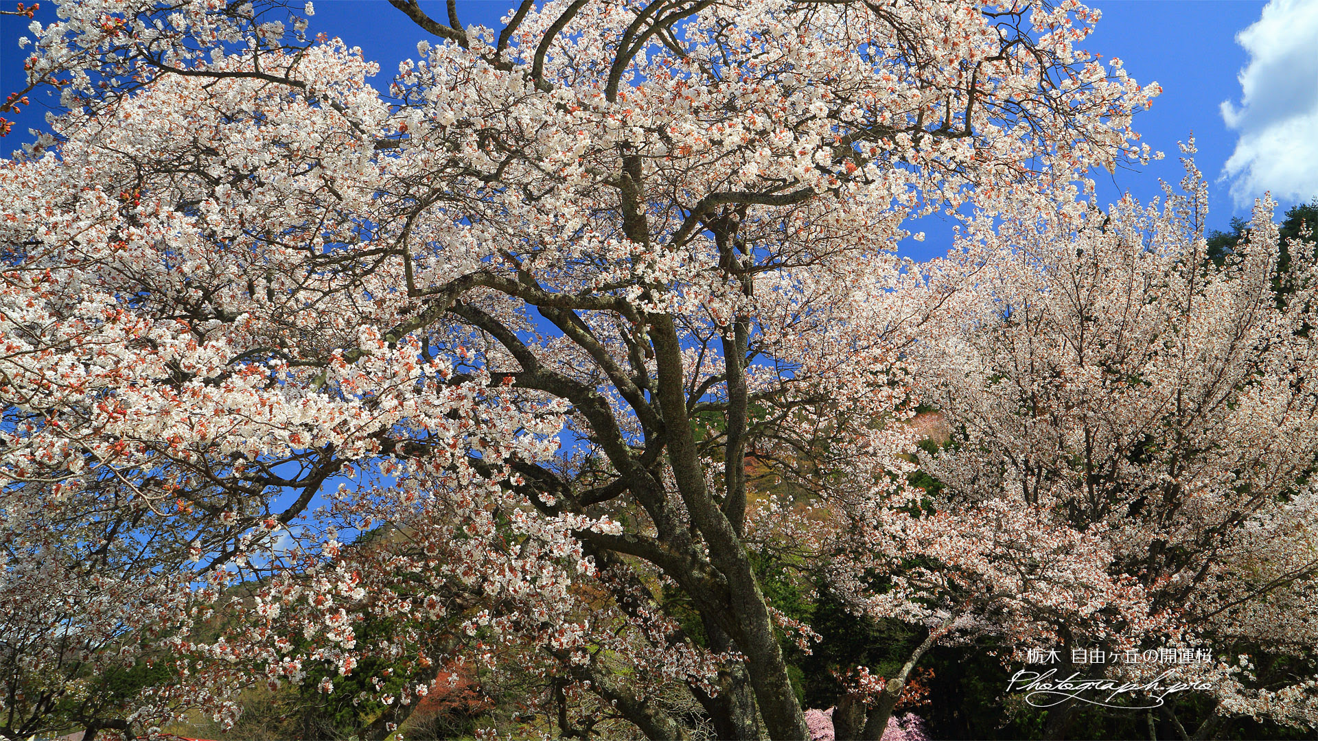 自由ヶ丘の開運桜 の壁紙 19x1080