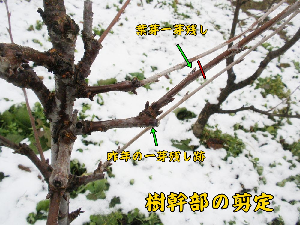 続編 春ちゃん の葉芽一芽残し剪定 S F Takaさんの桜桃栽培64 ウイークエンド果樹栽培 トピックス