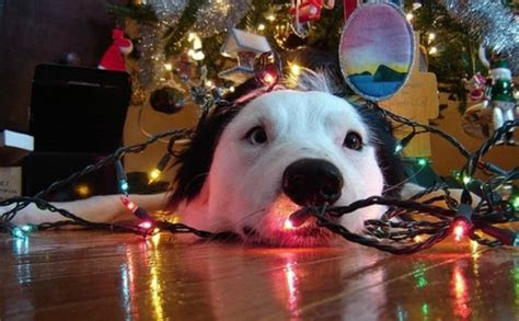 smart ways  dog proof  christmas tree barkpost