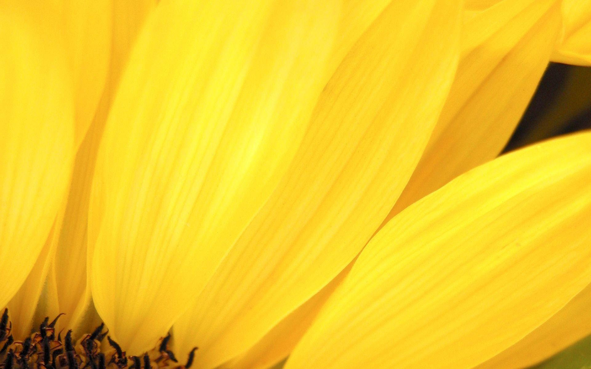  Cool  Yellow  Wallpapers  Wallpaper  Cave