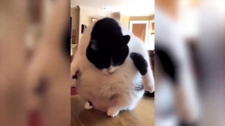 19 絶対笑う 最高におもしろ犬 猫 動物のハプニング 失敗画像集 19 Dougabu イヌ課