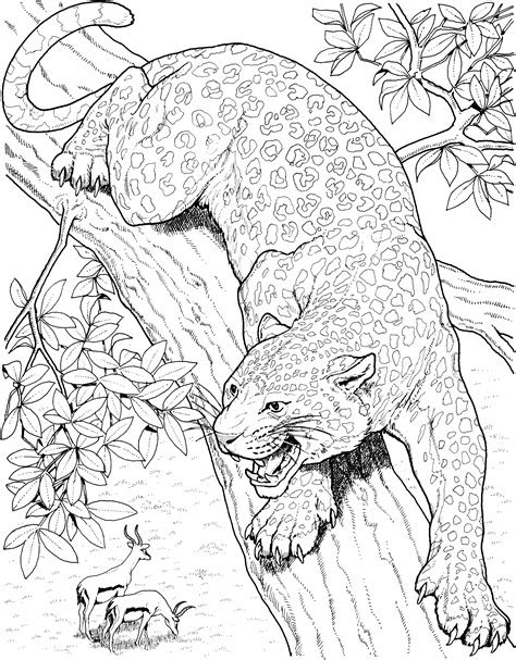 leopard coloring pages