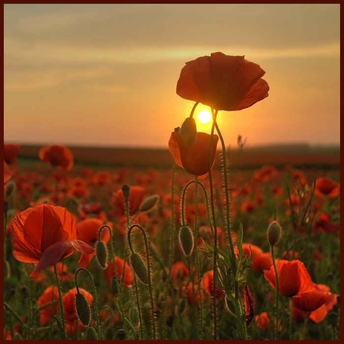  (700x700, 172Kb)
