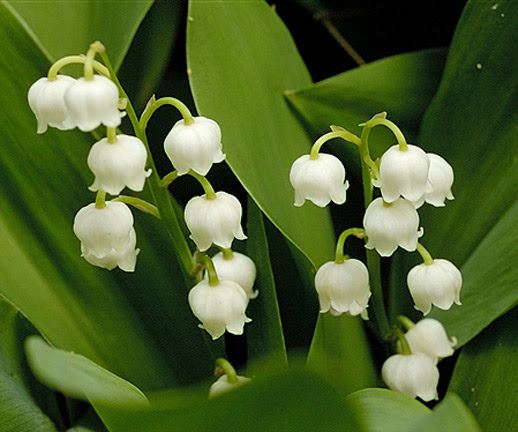 http://ddeventdesign.files.wordpress.com/2009/10/lily-of-the-valley1.jpg
