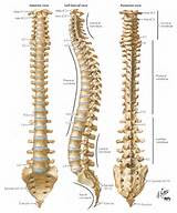 Images of Yoga For Spinal Cord Injury