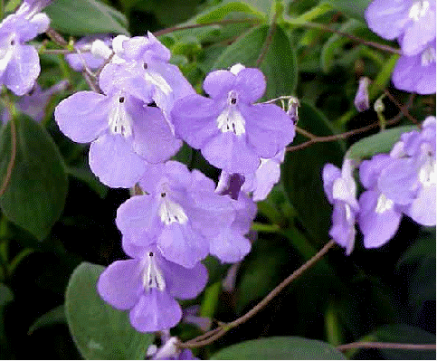 Streptocarpella - Buy it Now!