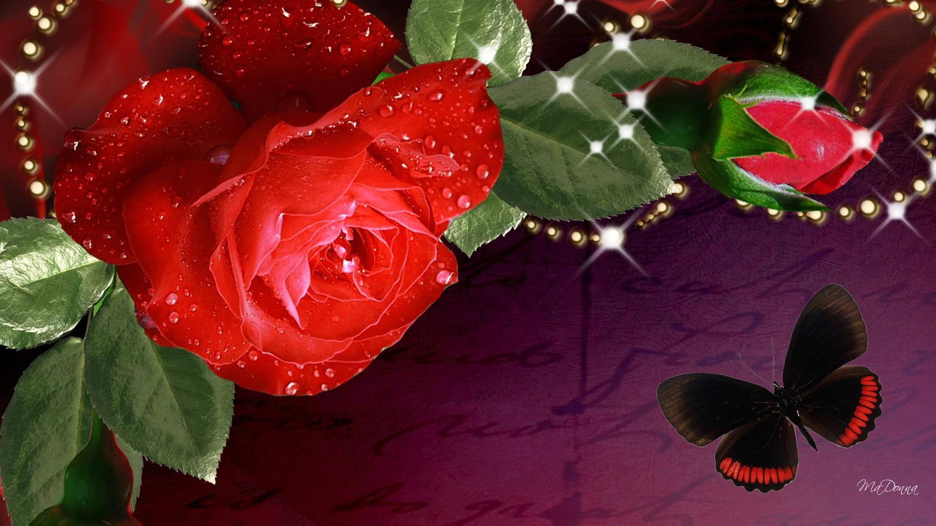 Indah Mawar Merah Hd Wallpaper Desktop Layar Lebar Definisi