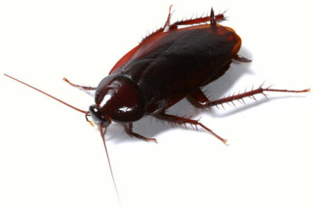 剪定でまさかのゴキブリ 巣はどこにあるのだろう 庭木の剪定専門サイト