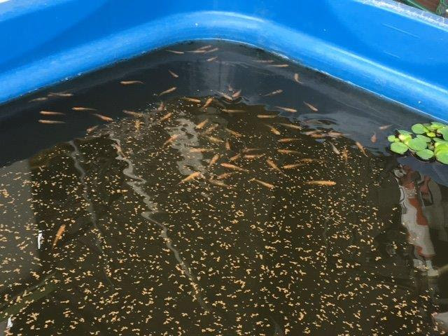 メダカを元気に早く成長させるためにはエサも大切ですね