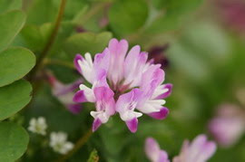 岐阜県の県花 岐阜県の県花の由来とは 国花 県花まるわかり事典