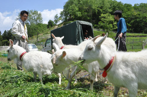 里山千年構想 エリア内でヤギの放牧を開始 楽天 岐阜県美濃加茂市 楽天ブログ