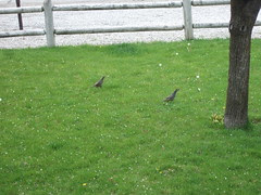 Quail