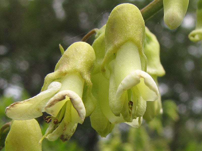 クララ マメ科 草の花図鑑 気ままに自然観察