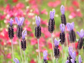 フレンチラベンダーの花言葉 フレンチラベンダーの花言葉と名前の由来