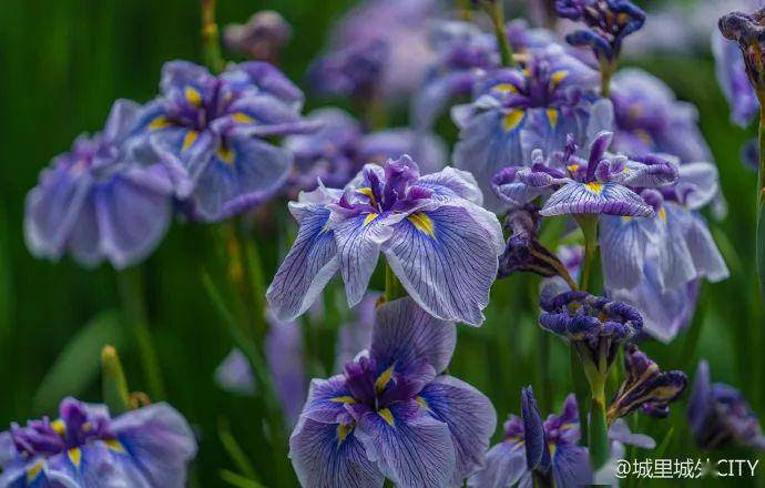 惊艳了初夏的这两抹紫色花海 悄然绽放 薰衣草
