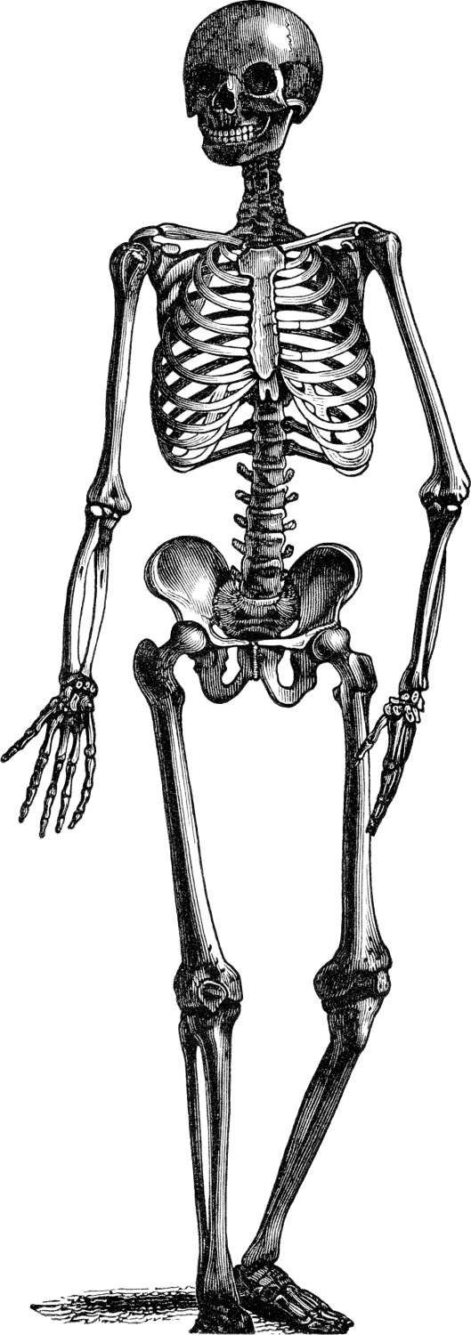 Disegno in bianco e nero raffigurante uno scheletro con uno sfondo  trasparente in formato png - Abali.ru