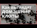 Как выглядят клопы: строение и фото насекомого, размеры постельной разновидности и их характеристики
