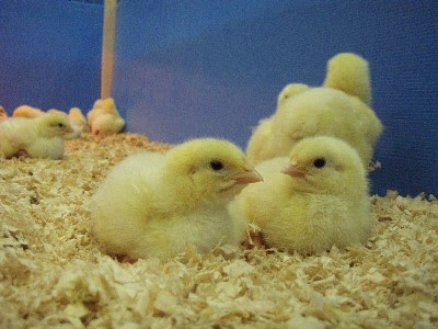 鶏 ひよこ 飼い方 その１ 準備編 ご家庭で出来る飼育法 現実逃避同好会 別館