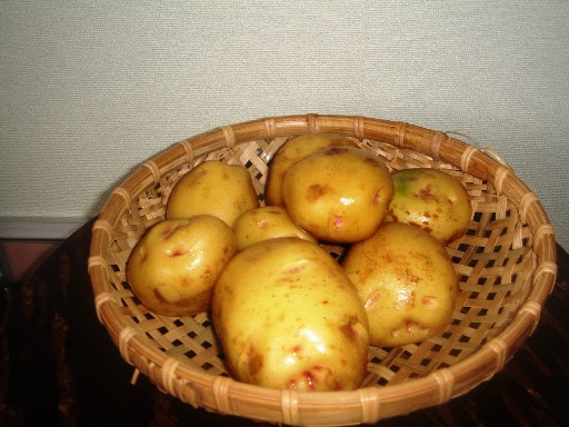 ジャガイモの花が咲かない 脳活性の小箱