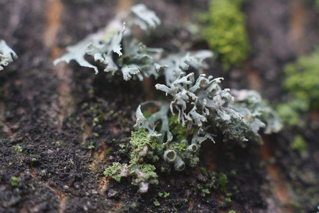 lichen, jamison square