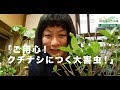 選択した画像 クチナシ 虫 対策 228147-クチナシ 虫 対策