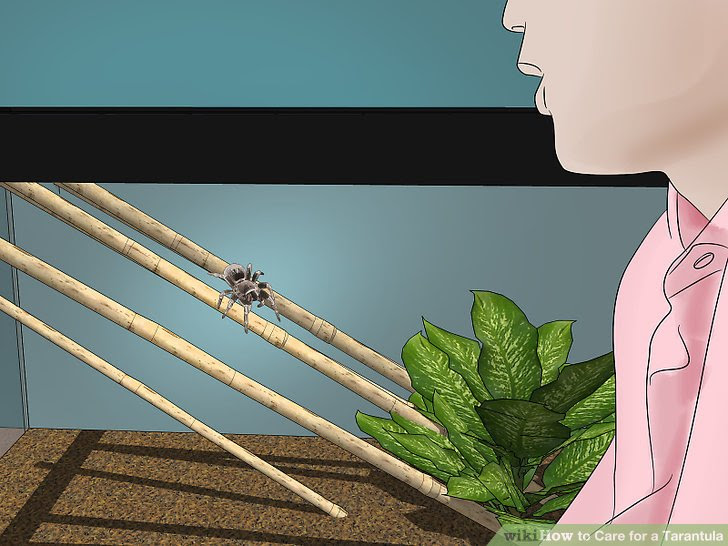 Care for a Tarantula Step 17.jpg