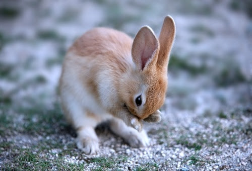 うさぎの目の色の種類について 変わることもある 生き物navi