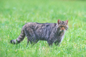 Le Chat Sauvage