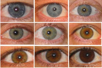  eye colors eye color chart