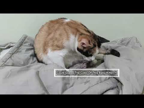 Day 1 My Cute Cat Fitness Is Giving Birth To Two Amazing Cute Kittens 