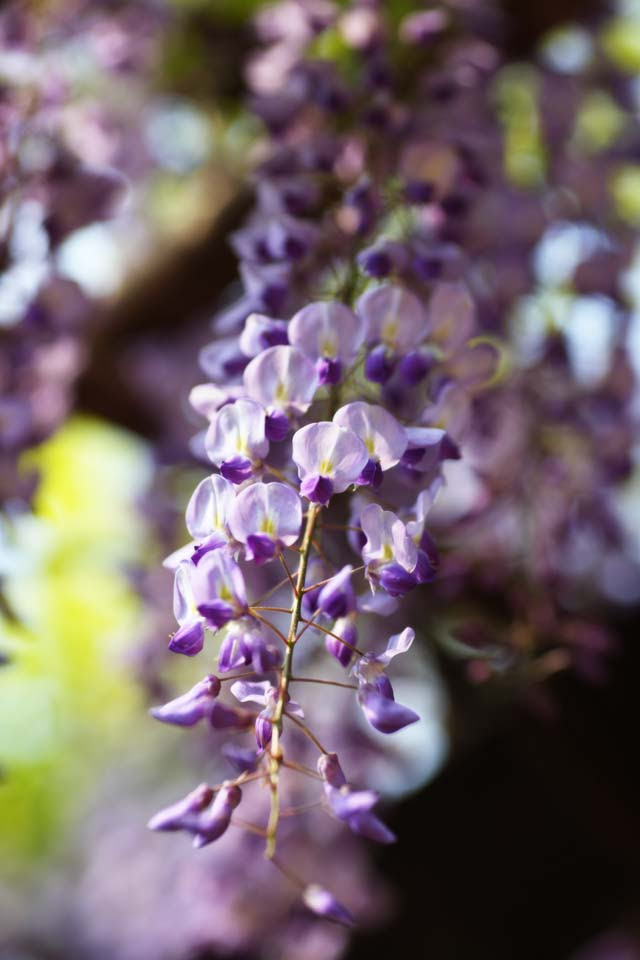ゆんフリー写真素材集 No 6331 藤の花 日本 東京
