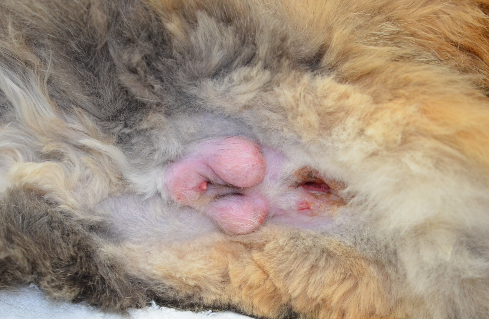 症例紹介 やまざき犬猫病院