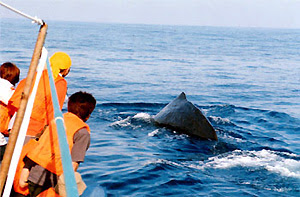 ホエールウォッチング