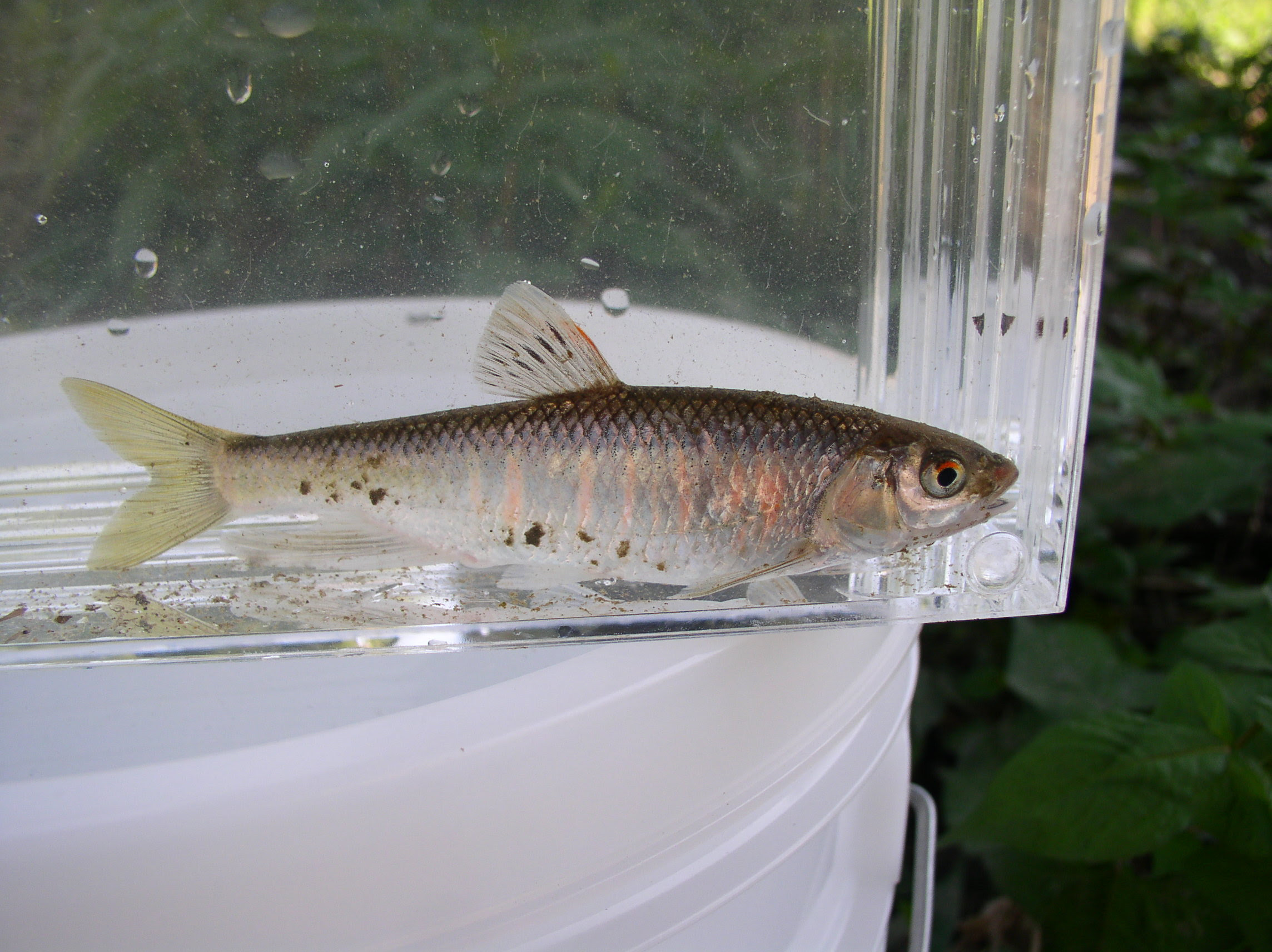 里川の魚たち２ オイカワ 派手な色は元気のシルシ 高橋大輔ゼミナール