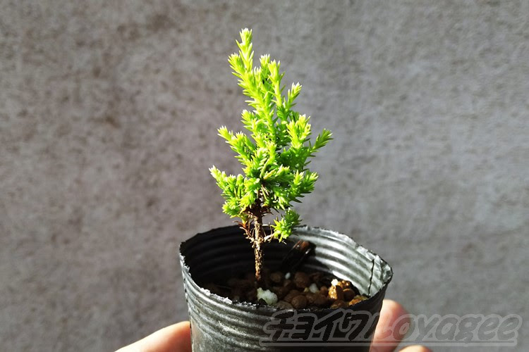 ゴールドクレストの挿し木状況 まだ手のひらサイズの小さい苗ですが 確実に大きくなっています