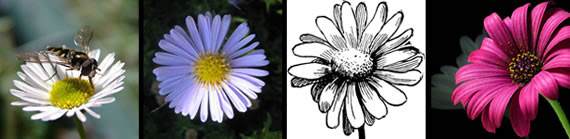 Daisy tattoos - what do they mean? Daisy Tattoos Designs & Symbols - Daisy tattoo meanings