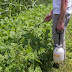 Concentrated Garlic Spray : We did not find results for: