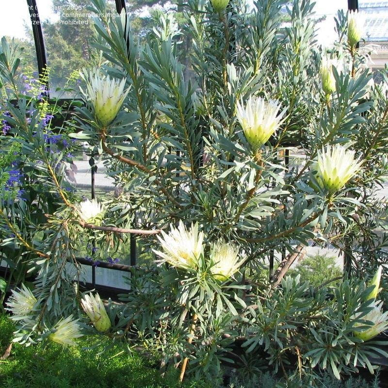 PlantFiles Pictures: Common Sugarbush 'White Ice' (Protea ...