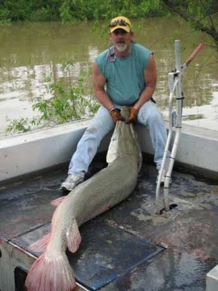 "Alligator Fish"