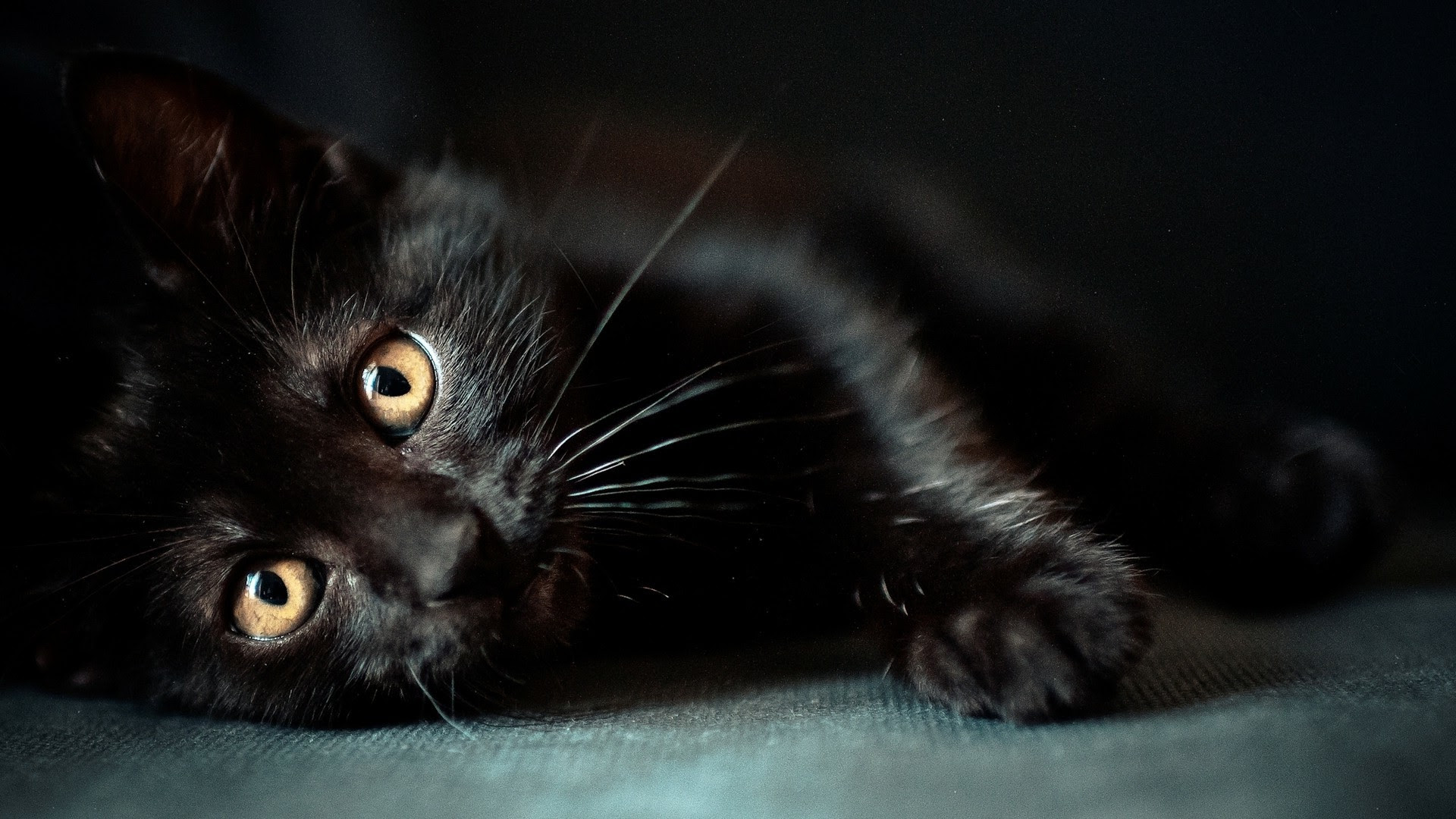  HD  Cat  Wallpapers  1920x1080 69 images 