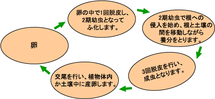 線虫