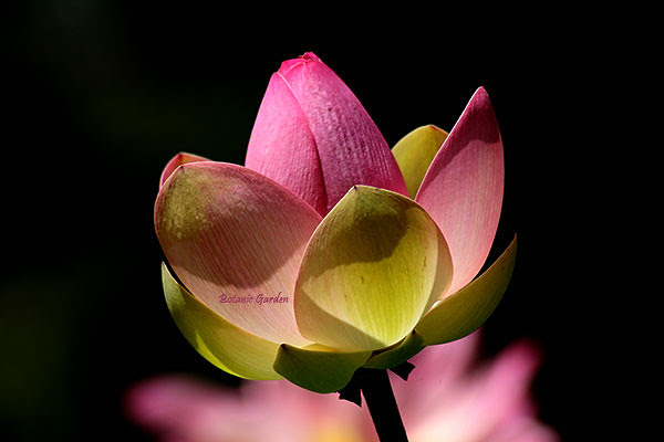 water-lily