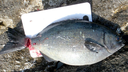 初夏のイスズミを食す ０からの磯釣り記録